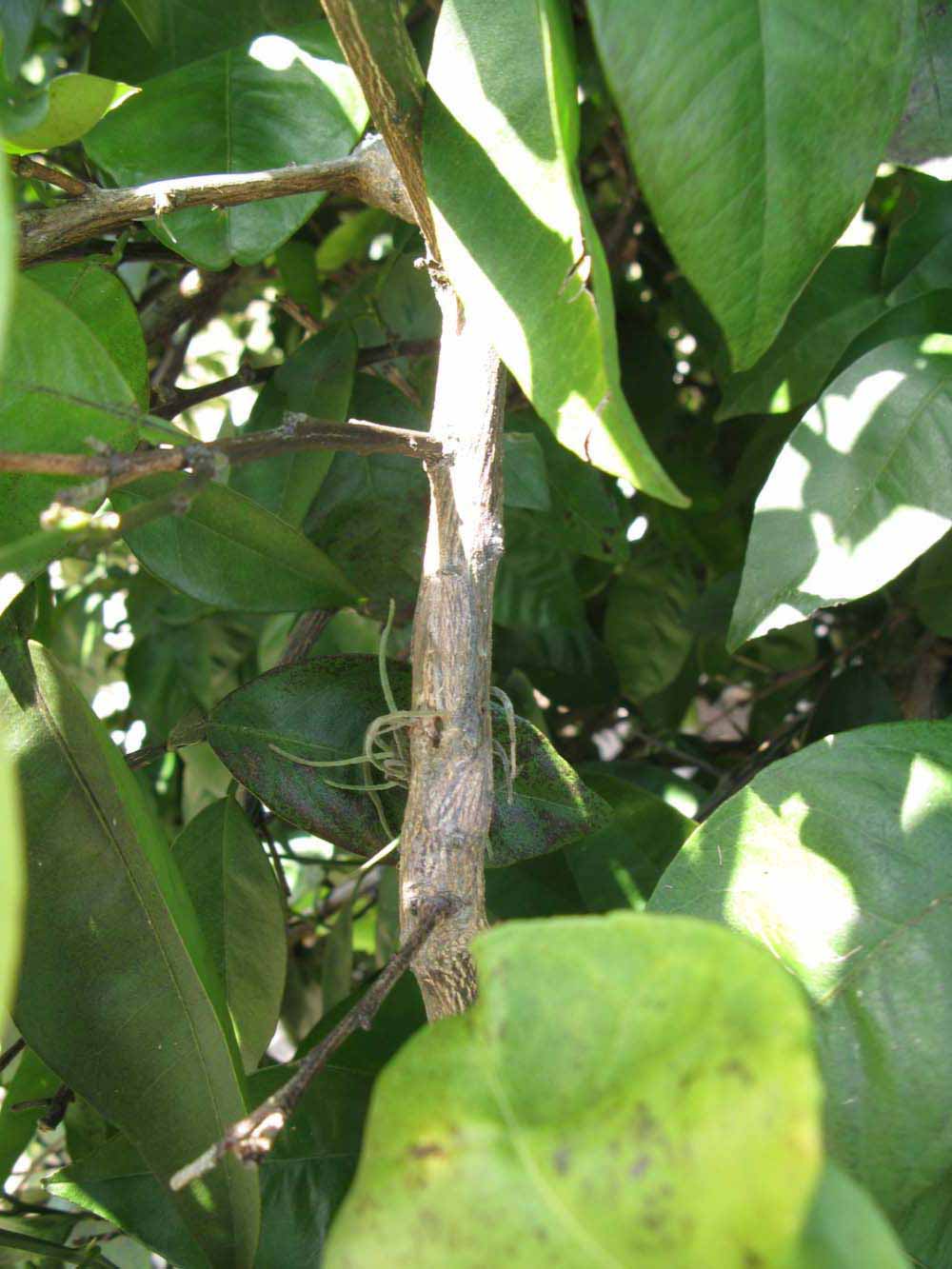              Second - third year twig (Winter Haven, FL)       